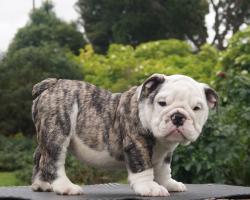 Cachorros de Bulldog Ingles para la venta 100 % registrados, excelente pedigree para la venta.

            


            